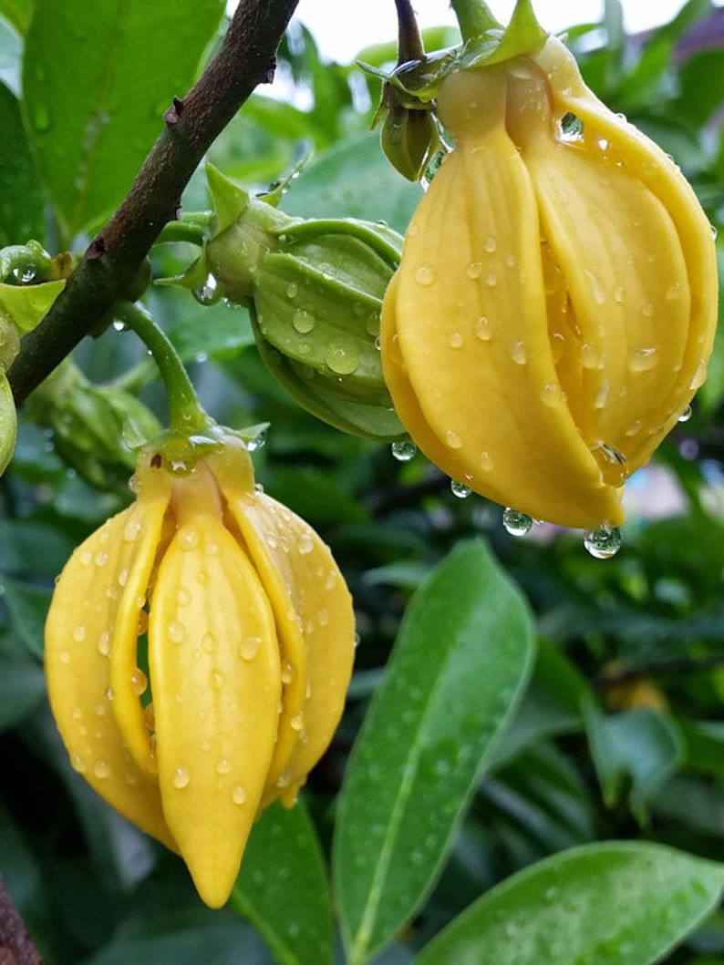 Artabotrys hexapetalus Climbing Ylang Ylang Vine Tail Grape 5_Seeds image 1