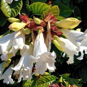 Beaumontia grandiflora Heralds Trumpet Easter Lily Vine 20_Seeds image 5