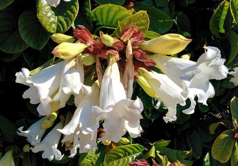 Beaumontia grandiflora Heralds Trumpet Easter Lily Vine 20_Seeds image 5