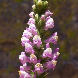 Peut inclure: Gros plan d'une tige florale élancée ornée de nombreuses petites fleurs violet clair et blanches. Les fleurs sont regroupées le long d'une tige verte, à la texture floue. L'arrière-plan est un mélange flou de verts et de bruns.