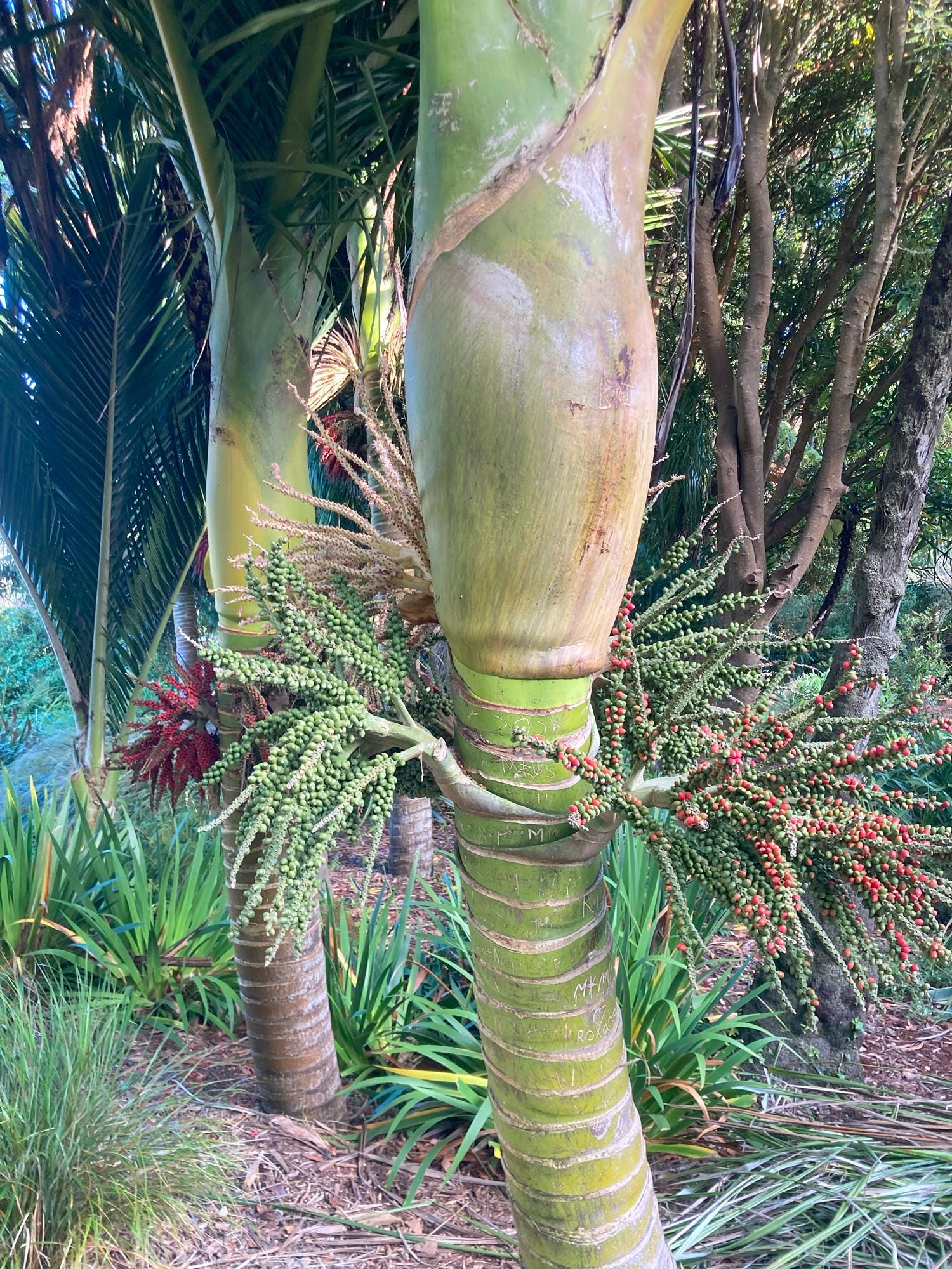 Rhopalostylis Sapida | Nīkau Palm | 20_seeds - Etsy