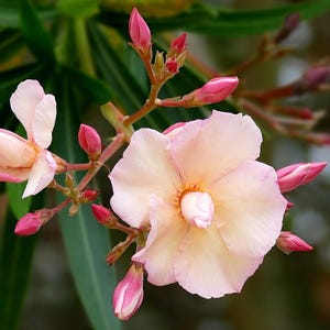 Nerium oleander Dwarf Peach | 20_Seeds