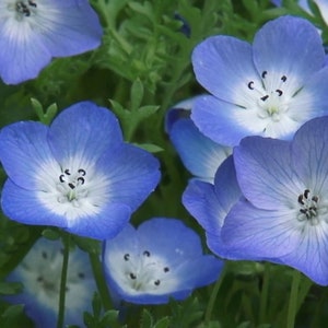 Nemophila menziesii Baby Blue Eyes 50_Seeds image 5