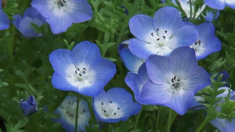 Nemophila menziesii Baby Blue Eyes 50_Seeds image 5