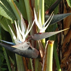 Strelitzia nicolai Giant Bird of Paradise Wild Banana 5_Seeds image 3