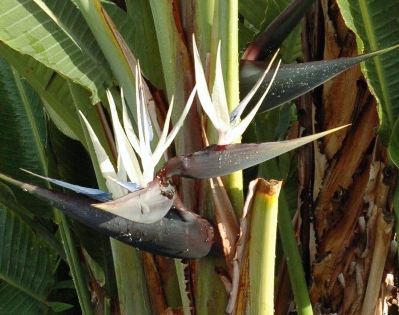 Strelitzia nicolai Giant Bird of Paradise Wild Banana 5_Seeds image 3