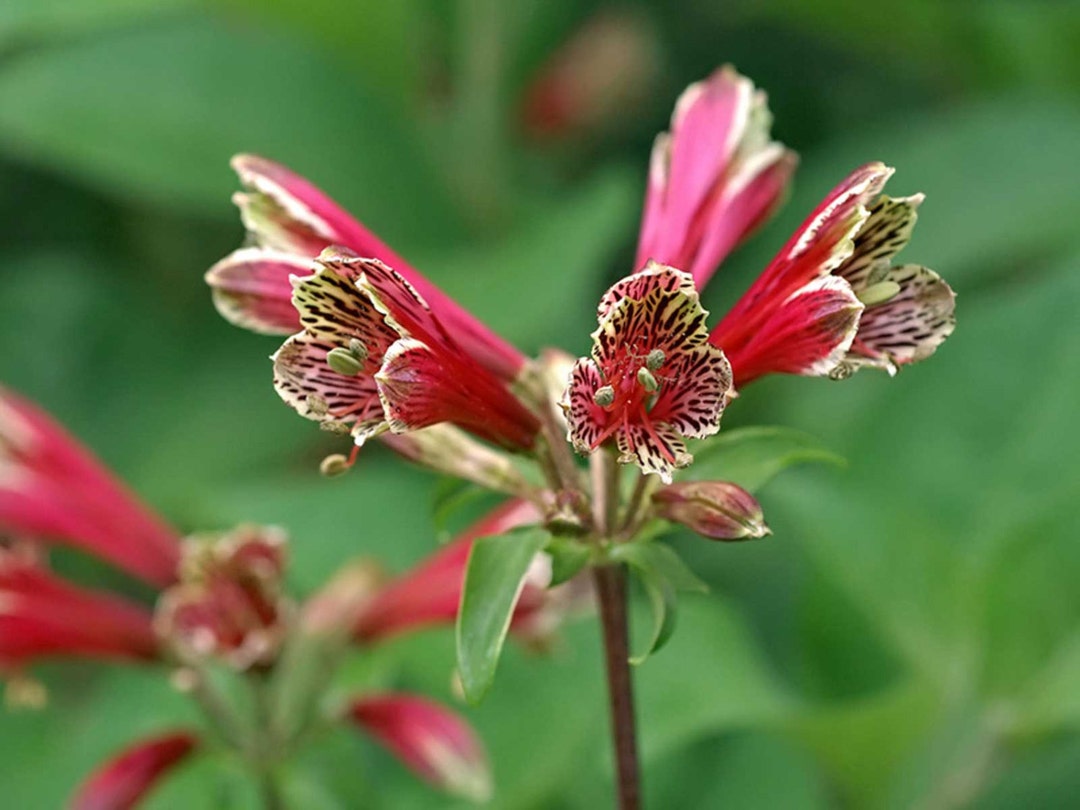Alstroemeria Psittacina | Peruvian Lily | Parrot Flower | 10_seeds - Etsy