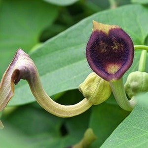 Aristolochia debilis 50_Seeds image 5