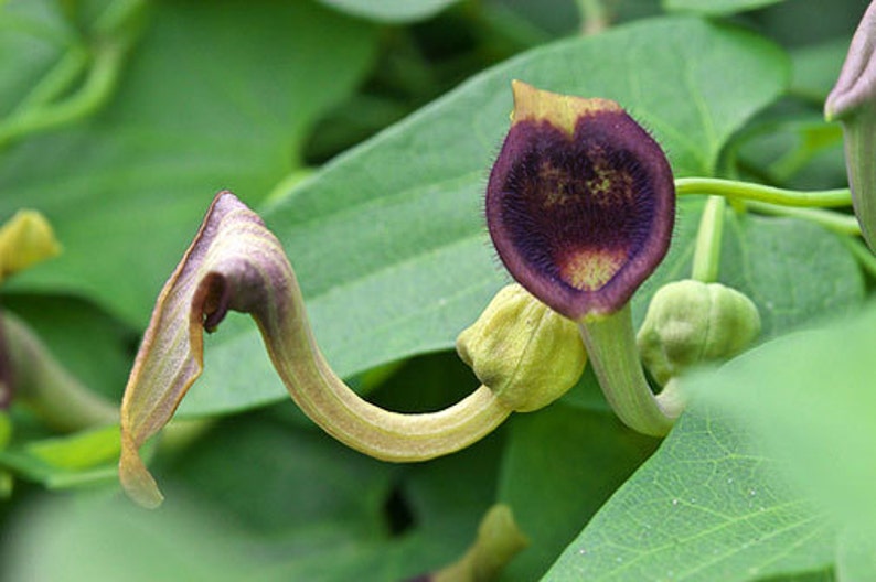 Aristolochia debilis 50_Seeds image 5