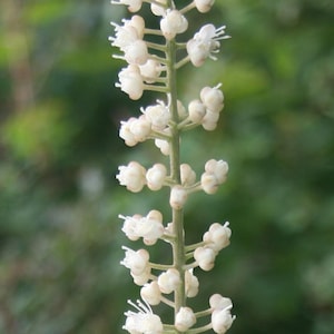 May include: Close-up of a white flower spike with small, clustered blossoms. The flowers have delicate, fringed petals and are arranged along a green stem. The background is a soft, blurred green, suggesting a natural outdoor setting.