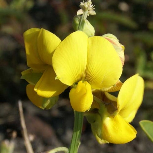 Senna hebecarpa| Wild Cassia | Wild American Senna | 100_Seeds