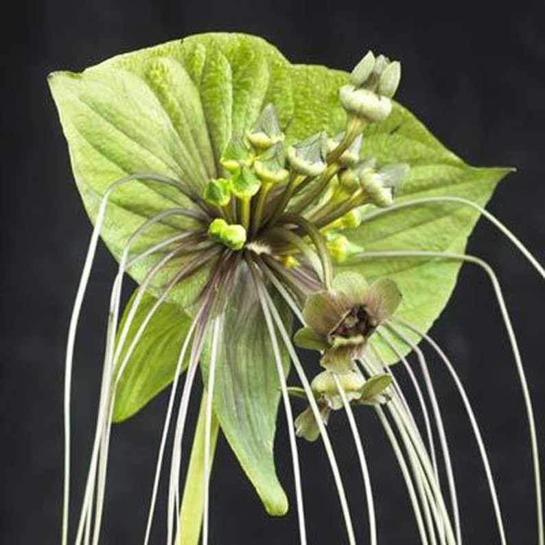 Tacca Chantrieri Green 20_seeds - Etsy