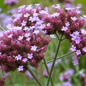 Verbena bonariensis | Purpletop Tall Vervain | Clustertop | 100_Seeds