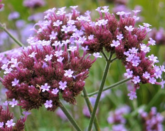 Verbena bonariensis | Purpletop Tall Vervain | Clustertop | 100_Seeds