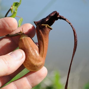 Aristolochia macroura Ortega 5_Seeds image 2