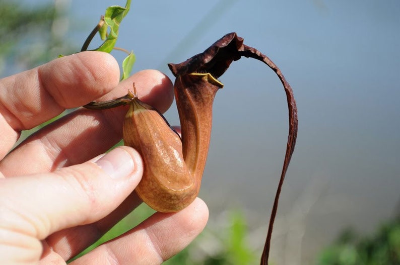 Aristolochia macroura Ortega 5_Seeds image 2