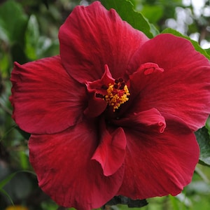 Hibiscus cannabinus Ruby Red | 10_Seeds