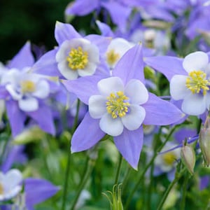 Aquilegia caerulea Colorado Blue Columbine 50_Seeds image 3