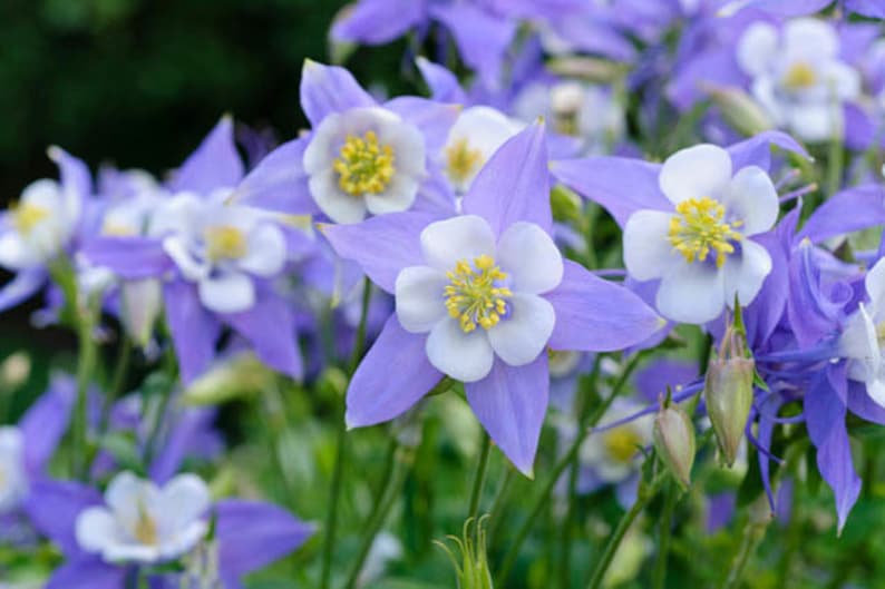 Aquilegia caerulea Colorado Blue Columbine 50_Seeds image 3