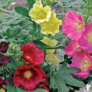 Alcea Ficifolia Las Vegas Antwerp Hollyhock 10_seeds - Etsy