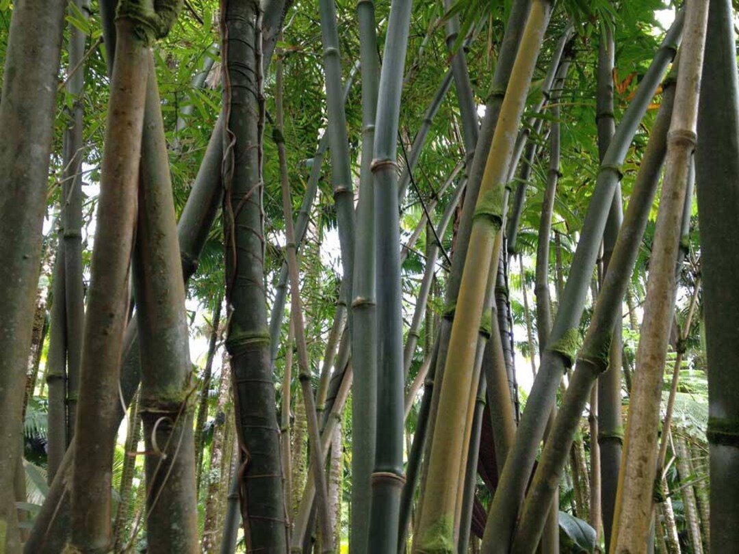 Dendrocalamus Strictus Calcutta Bamboo 20_seeds Etsy