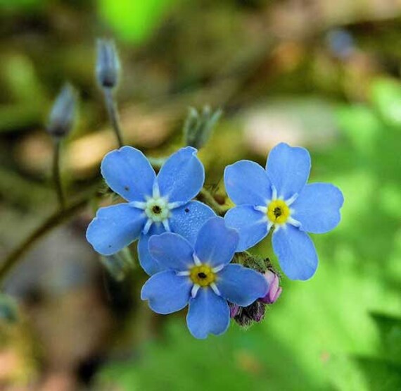 Myosotis Sylvatica | Woodland Forget Me Not | 1000_seeds - Etsy
