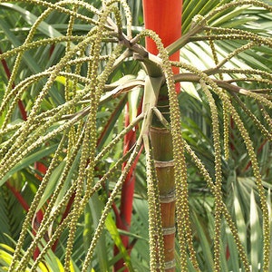 Cyrtostachys renda Red Sealing Wax & Lipstick Palm 5_Seeds image 2