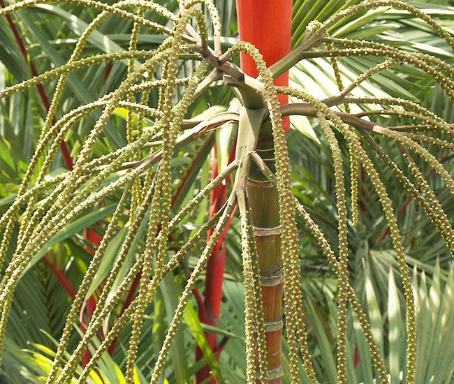 Lippenstiftpalme Samen - Cyrtostachys Renda, 10 Frische Samen, Rote Krone, Seltene Zimmerpalme
