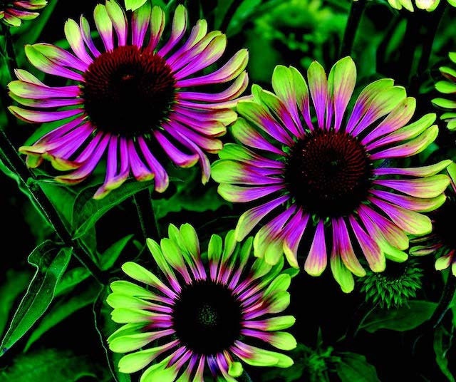 Echinacea purpurea Green Twister | 10_Seeds