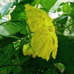 May include: A close-up of a bright yellow flower with textured petals, surrounded by lush green leaves and vines. The flower is in full bloom, showcasing its intricate details. The background includes a glimpse of a window.