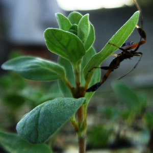 Origanum vulgare Hirtum | Greek Oregano | 200_Seeds