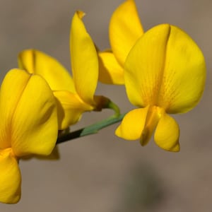 Crotalaria juncea | Sun Hemp | 10_Seeds