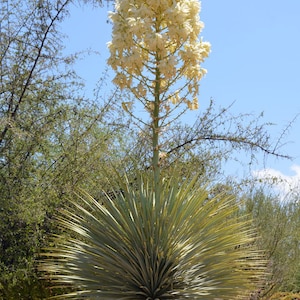 Yucca rostrata | Beaked Yucca | Big Bend Yucca | 10_Seeds