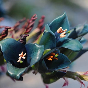 Puya alpestris | Sapphire Tower | Bromeliad | 20_Seeds