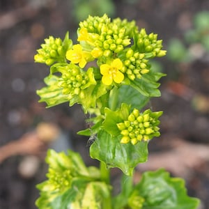 Barbarea vulgaris Winter Cream St. Barbaras Herb Wintercress 100_Seeds image 5