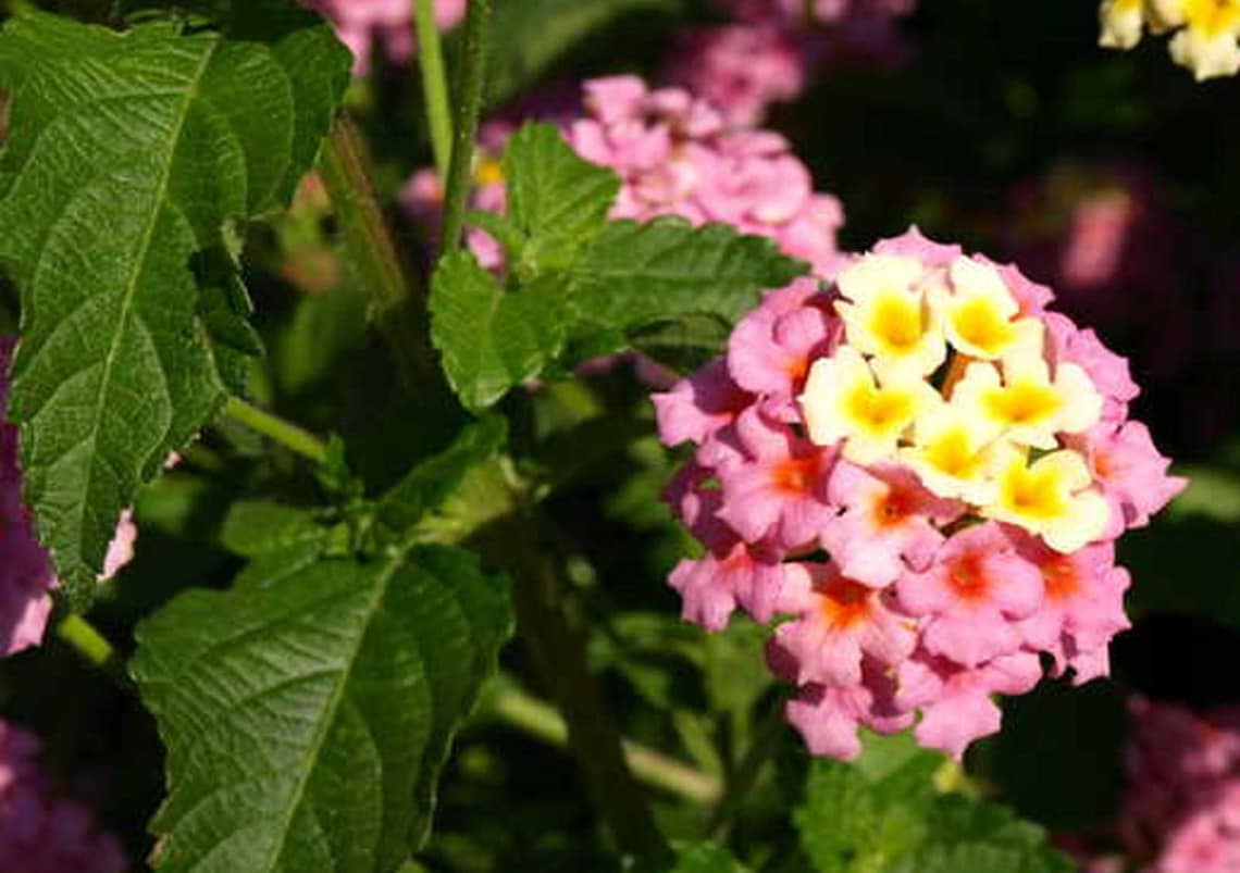 Lantana Camara Ham and Eggs 10_seeds Etsy