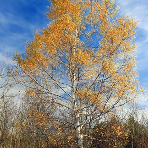 Betula papyrifera | White Paper Birch | Canoe Birch| 100_Seeds