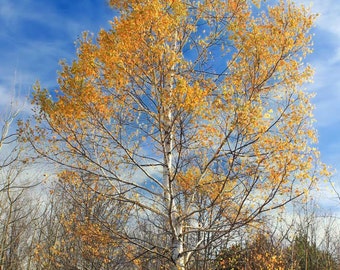 Betula papyrifera | White Paper Birch | Canoe Birch| 100_Seeds