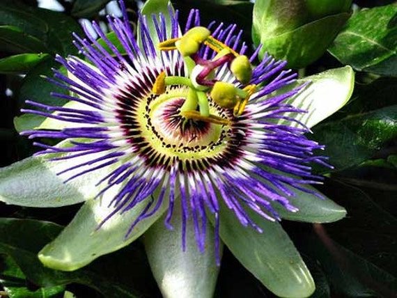 Passiflora Morifolia | Woodland Passion Flower | Blue Sweet