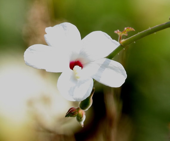 Abelmoschus Ficulneus | White Wild | Musk Mallow | Native Rosella