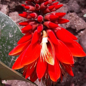 Erythrina arborescens | Coral Tree | 5_Seeds