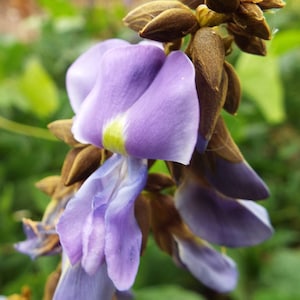 May include: Purple flowers with brown seed pods. The flowers are clustered together and have a delicate, ruffled appearance.