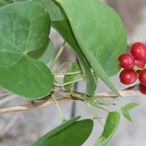 May include: A close-up of a vine with heart-shaped green leaves and clusters of bright red berries.