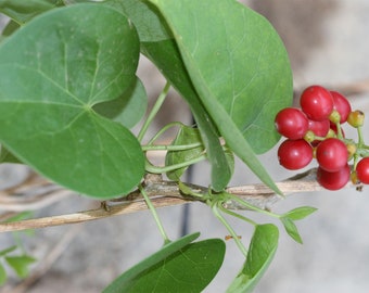 Live Giloy Vine  Guduchi, Tinospora Cordifolia, Ayurvedic Medicinal Plant  - Etsy