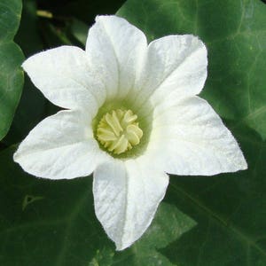 Coccinia grandis | Scarlet Ivy Gourd | Kowai | 10_Seeds