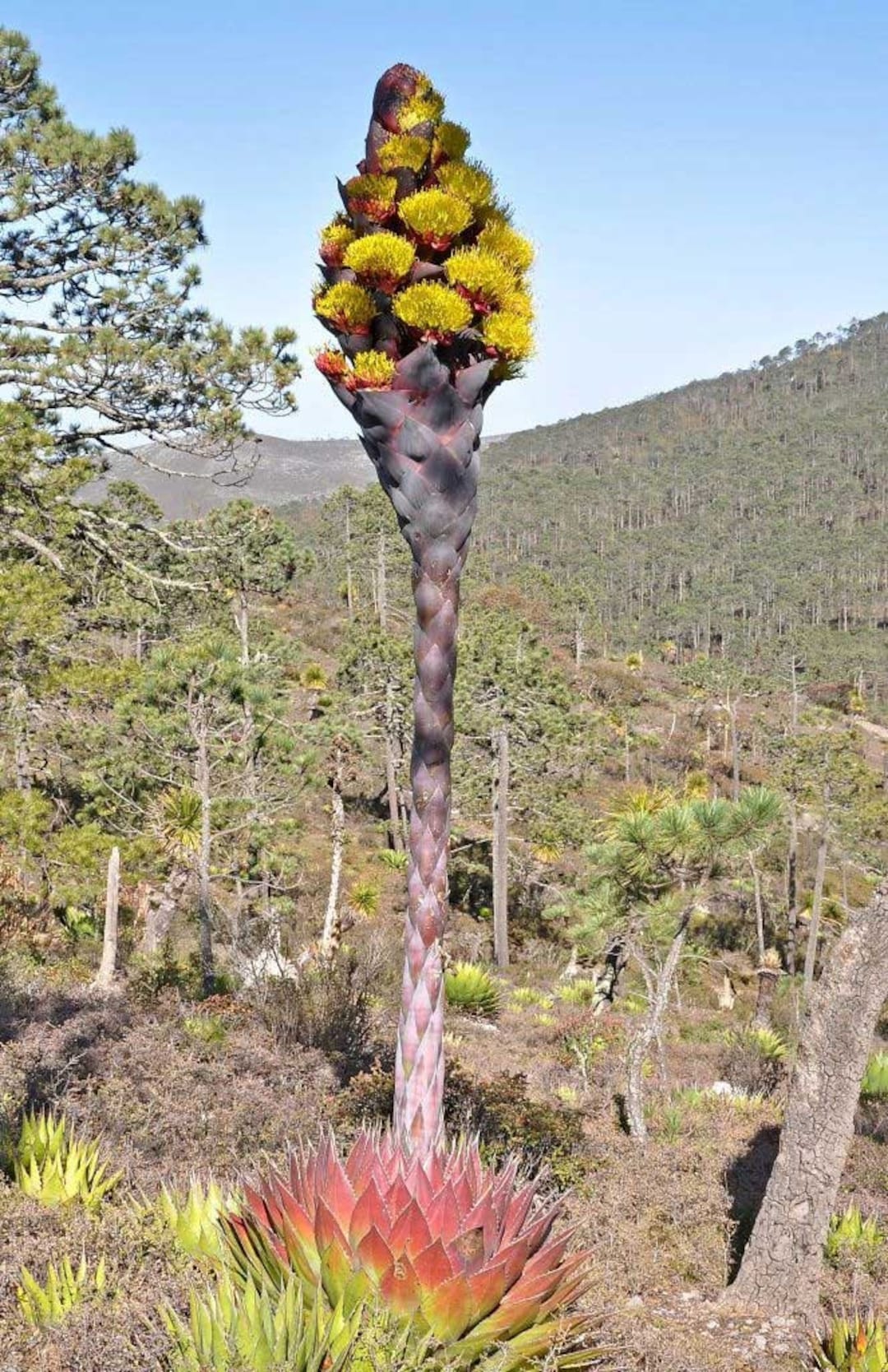 Agave Montana | Hardy Century Plant | Mountain-agave | 10_seeds - Etsy