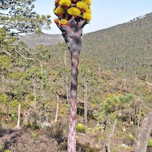 May include: A tall, striking plant with a thick, dark stem and a crown of vibrant yellow flowers. The base features a rosette of reddish-green leaves. The plant stands prominently against a backdrop of a forested hillside under a clear blue sky.
