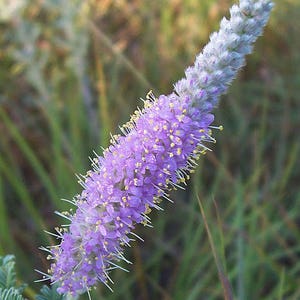 Dalea villosa Silky Prairie Clover 50_Seeds immagine 1