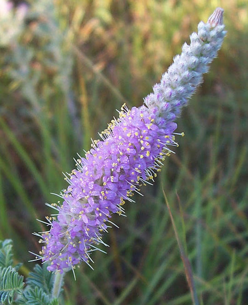 Dalea villosa Silky Prairie Clover 50_Seeds image 1