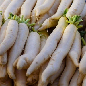 Raphanus sativus longipinnatus | Daikon | Oriental radish | Minowase | 10_Seeds